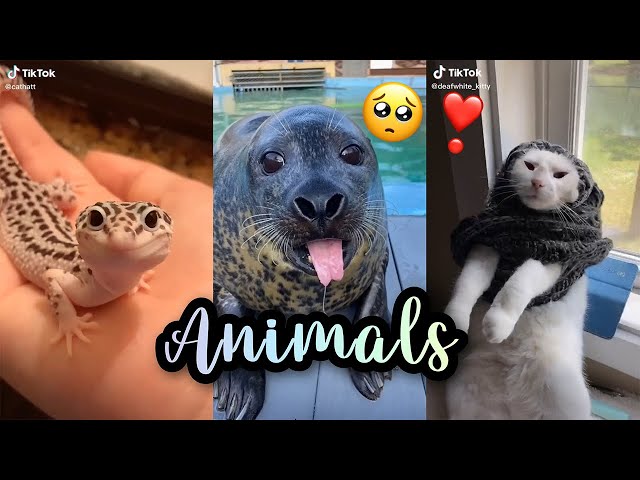 Animals 🏞️🦌 | Part 2