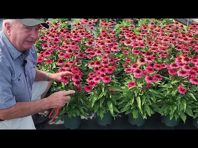 Coneflowers GALORE + How to keep them fresh & Reblooming + Peek At Our New SunSeekers® Series Trials