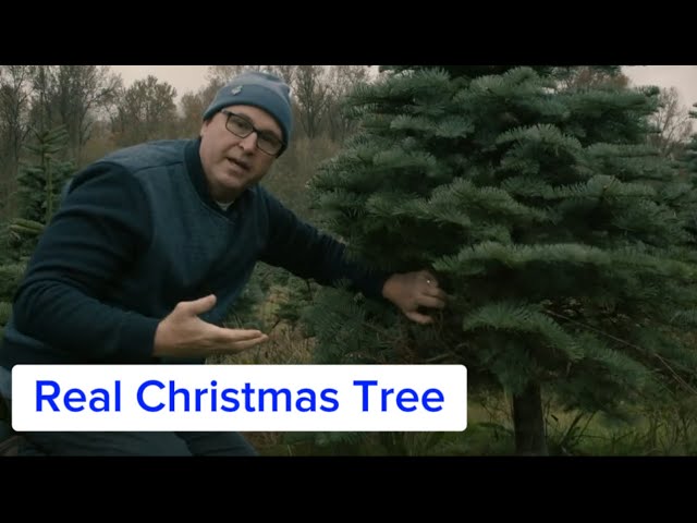 How to Cut a Real Christmas Tree