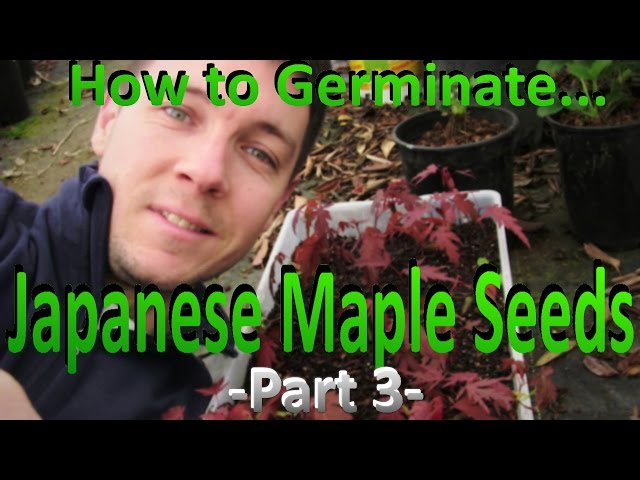 How to Easily Germinate Japanese Maple Seeds (Part 3) Seed Germination and First True Leaves