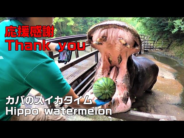 Hippo watermelon to say thank you