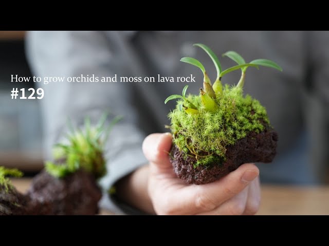 How to Grow Orchid and Moss on Lava Stone #129