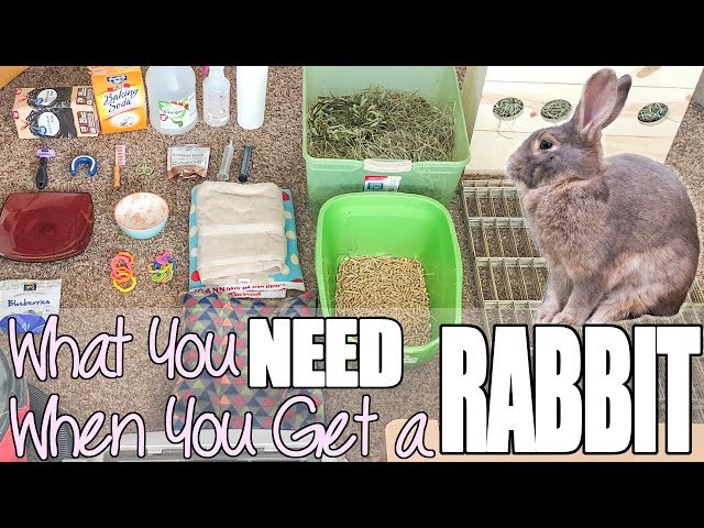 What You Need When You Get A Rabbit