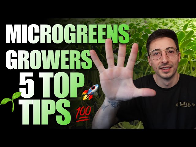 Top 5 Tips For Beginner Microgreen Growers 2024