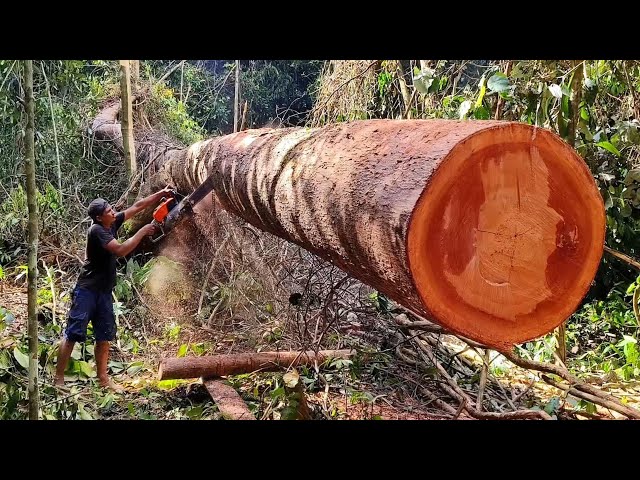 Tantangan Ekstra ‼️ Part 3 Mengolah kayu Meranti merah di pedalaman hutan rimba kalimantan