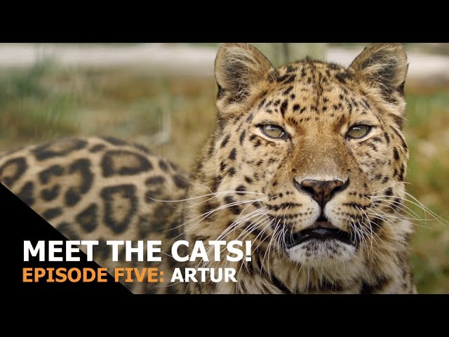 Meet the Cats: Episode 5 - Artur (Amur Leopard)