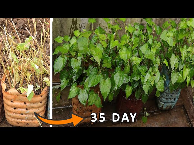 How to propagate Fish Mint plants by cuttings