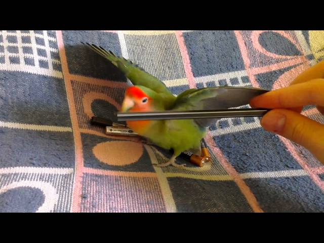Funny angry lovebird HTC One X  Sample Video Test.1080i FULL HD