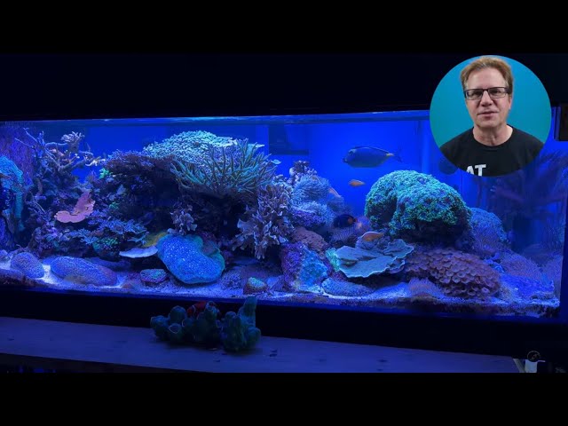 Let's talk about deep cleaning a reef