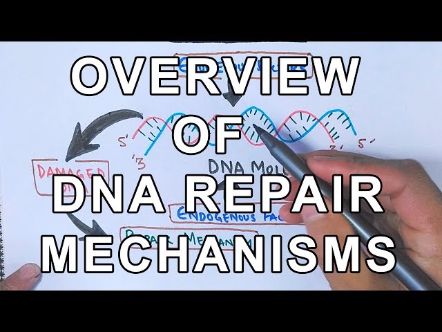 Overview of DNA Repair Mechanisms