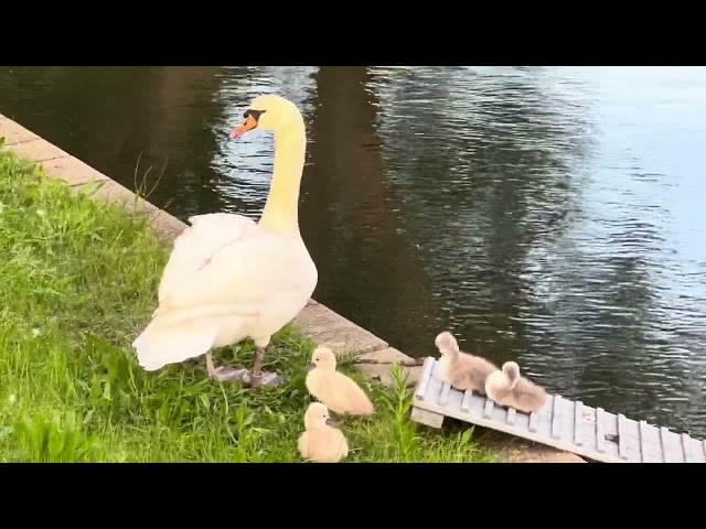 🇩🇪 Düsseldorf 💫 Reality film 🦢💦 Hofgarten 💫 Swan family 10 💫 9th day of life 💫 12.05.2024