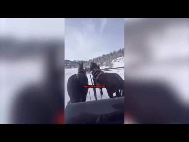 Dolomiti, cavalli imbizzarriti: il taxi-slitta piomba tra gli sciatori diretti all'Armentarola