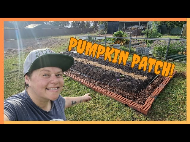 Creating a pumpkin patch on our One Acre Australian Homestead!
