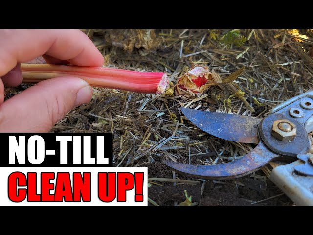 No Till Bed Clean Up - Garden Quickie Episode 95