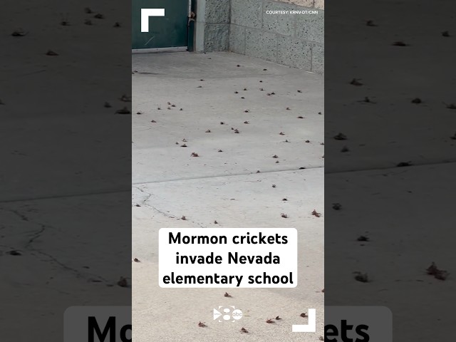 Mormon crickets invade Nevada elementary school