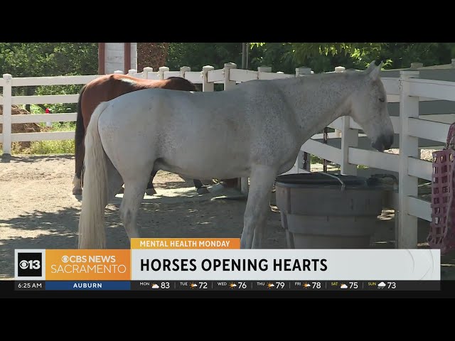 Hearts Landing Ranch in Granite Bay unbridles healing through equine-assisted therapy