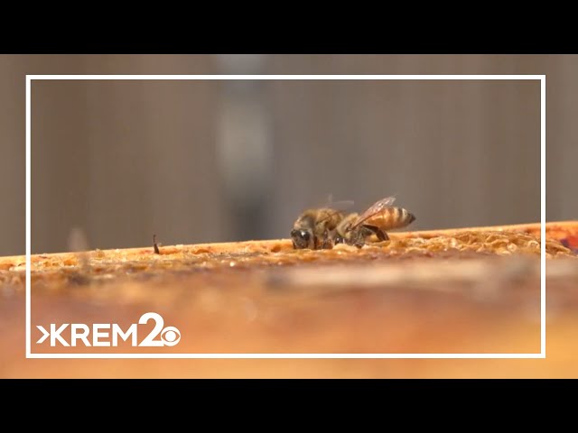Beekeepers jump in to save damaged hives after they fall off truck in West Plains