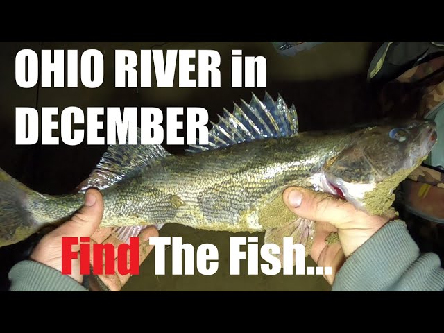 Sauger and crappie (Ohio River) December Action