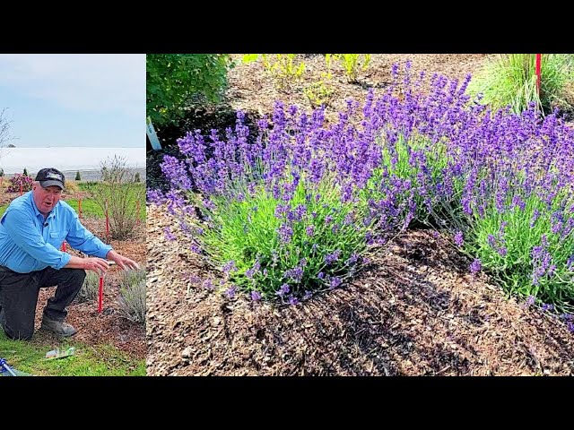 David's TIPS & TRICKS For Growing Gorgeous Lavender Plants - (Part One) Spring Trimming