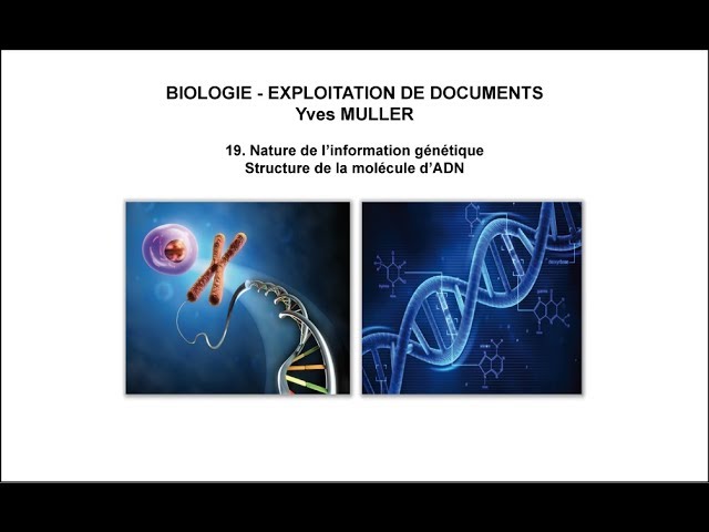 19. Nature de l’information génétique – Structure de la molécule d’ADN