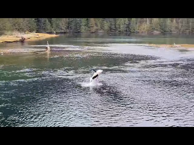 Orca calf escapes B.C. lagoon after weeks