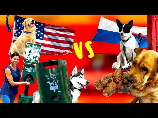 Чем в США отличаются законы содержания собак от российских