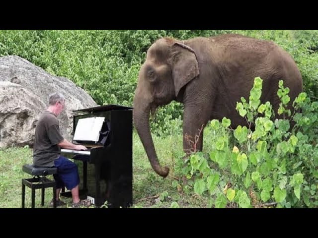 Elderly Elephant Starts Crying When Man Plays Piano For Her