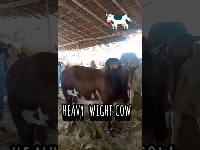 HEAVY WIGHT COW IN MANDI 🐄 #cow #cowmandi #cowlover #cowvideos #viralvideo 🐄🐃