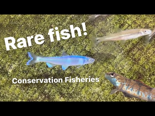 Rare and endangered fish with Conservation Fisheries!