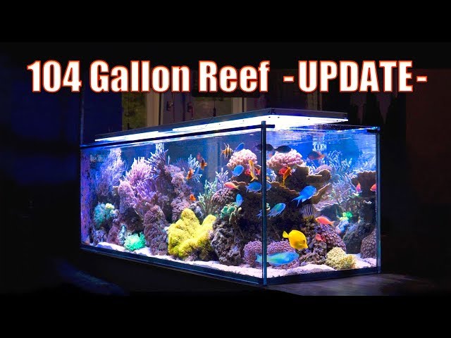 BREATHTAKING Reef Aquarium! - (104 Gallons) ᴴᴰ