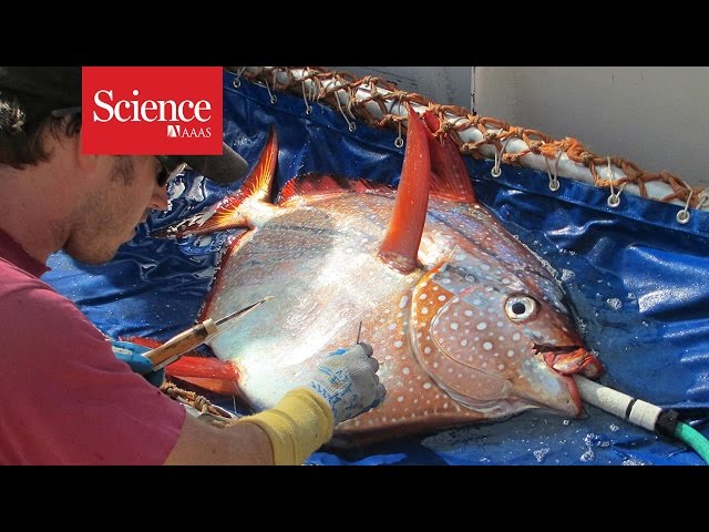 Scientists discover world's first warm-bodied fish!
