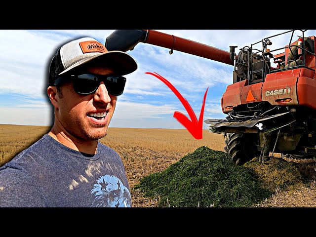 Red Combine Vs. Green Canola (NOT GOOD)