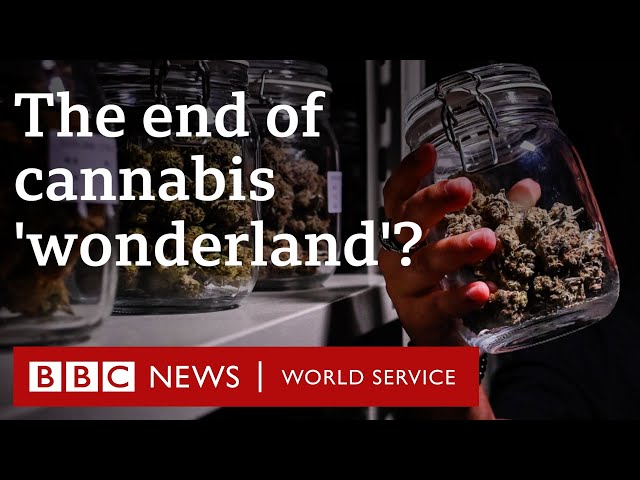 How Thailand's lucrative cannabis industry is under threat - BBC World Service Documentaries