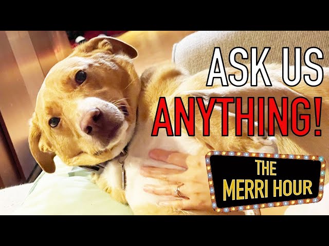 Ask Us Anything! - The Merri Hour