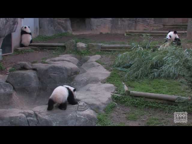 The Giant Panda Cubs' First Day Outside