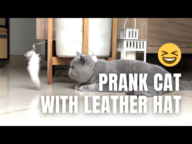 PRANK MY CAT WITH LEATHER HAT - HIS REACTION?