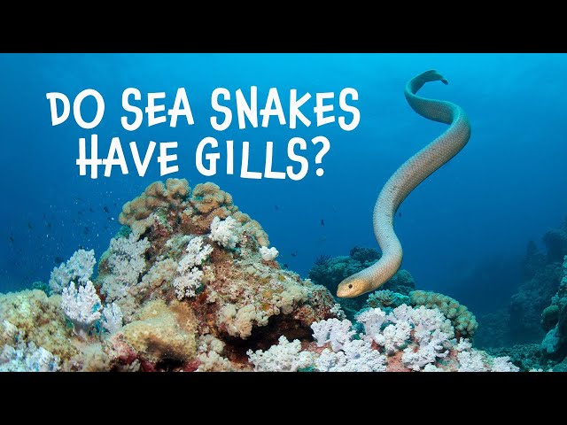 Olive Sea Snake - Meet the Locals [Great Barrier Reef]