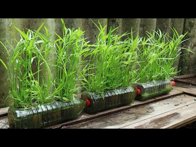 Tips For Growing Half Hydroponic Water Spinach - By Plastic Bottle