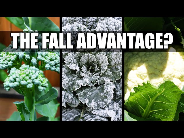3 Fall Planting Advantages - Garden Quickie 97