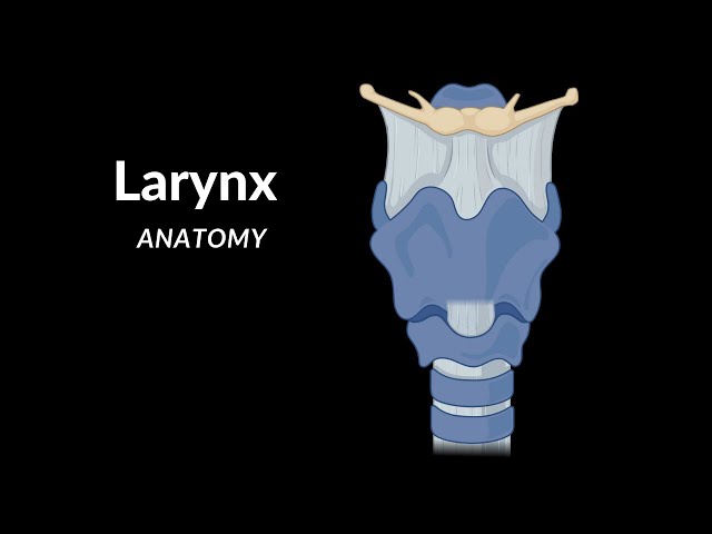 Larynx Anatomy (Cartilage, Ligaments, Joints, Wall, Cavity)