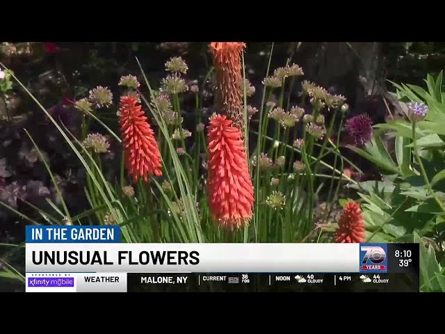 In the Garden: Unusual Flowers