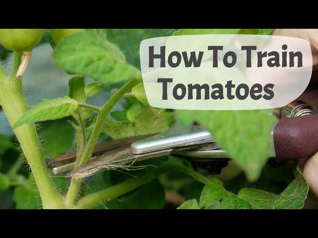 How To Train Tomato Plants