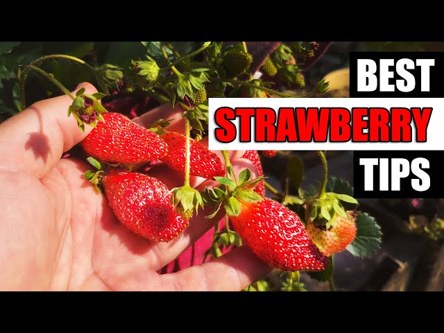 Strawberry Growing Tips For 2023