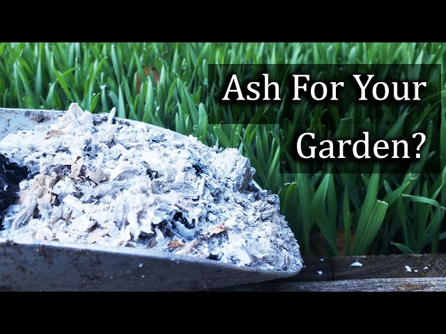 Ash For Your Garden - 4 Ways To Apply It Properly