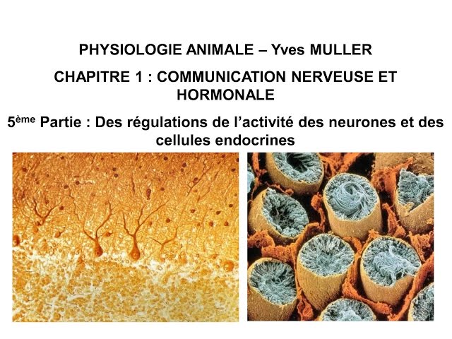 Chapitre 1-5 Des régulations de l’activité des neurones et des cellules endocrines