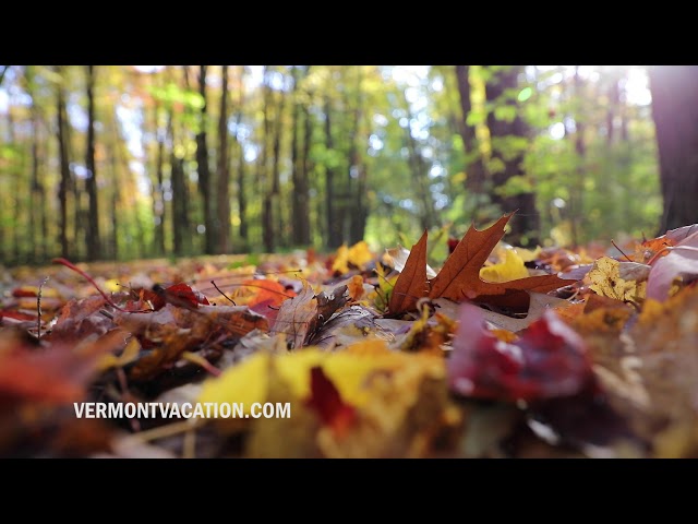 Past Peak Foliage: The Woods Open Up