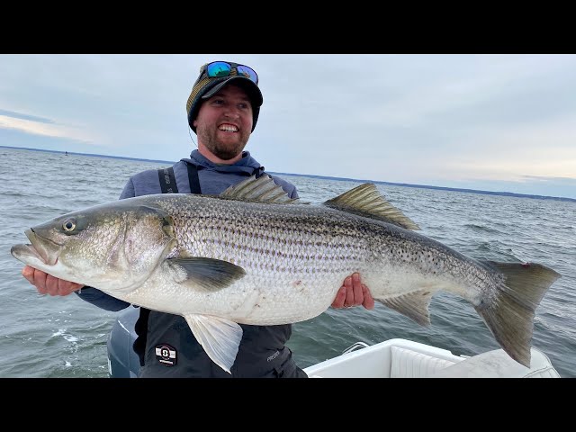 The Quest for Giant Migratory Striped Bass