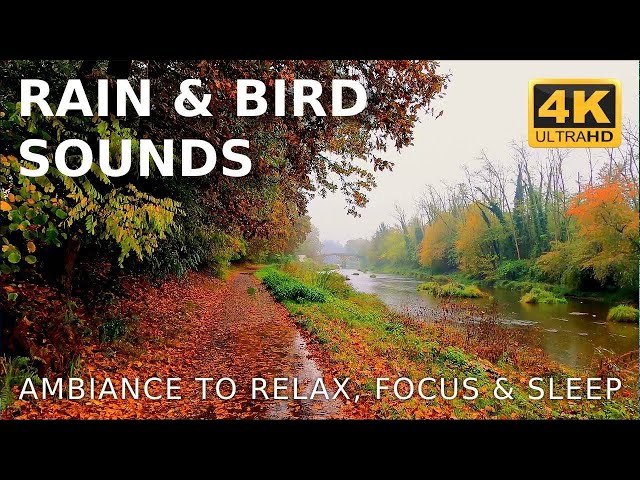 Rain Sounds for Sleeping | Fall Asleep Instantly with Rain, River and Bird Sound, STOP Insomnia