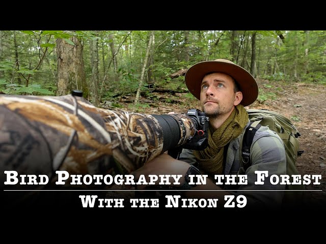 Song Bird Photography in the Forest with the Nikon Z9