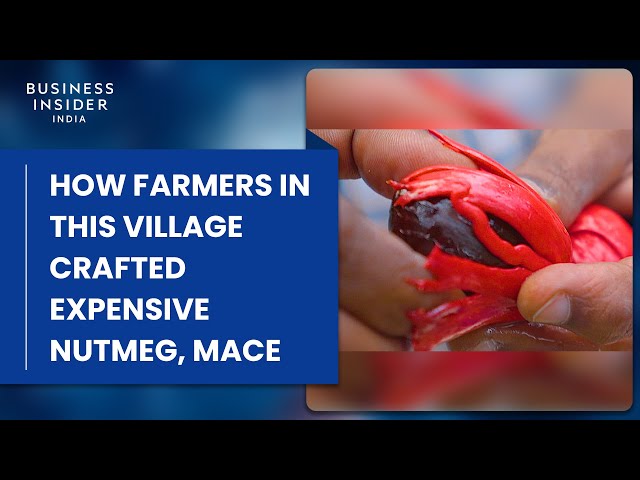 How Farmers In One Indian Village Crafted The Most Expensive Nutmeg and Mace